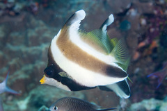 Heniochus chrysostomus
