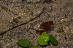 Fejervarya cancrivora