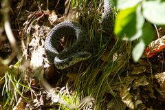 Natrix helvetica sicula