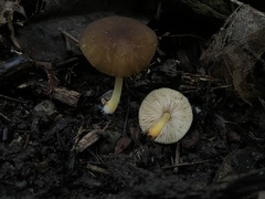 Pluteus fulvibadius