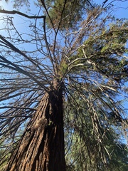 Sequoioideae
