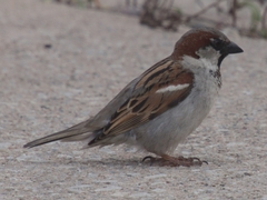 Passer domesticus
