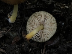 Pluteus fulvibadius