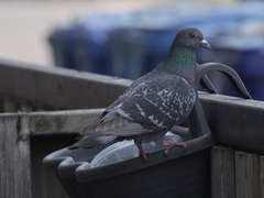 Columba livia domestica