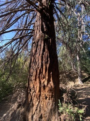 Sequoioideae