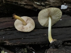 Pluteus fulvibadius
