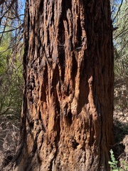 Sequoioideae