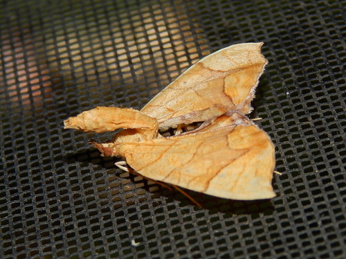 Eulithis image