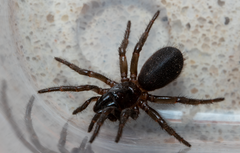 Hadronyche modesta