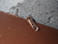 Proteuxoa tortisigna