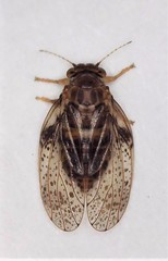 Creiis lituratus