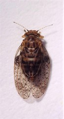 Creiis lituratus