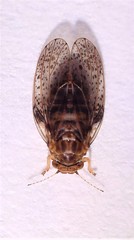 Creiis lituratus