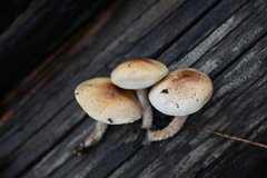 Pholiota decorata
