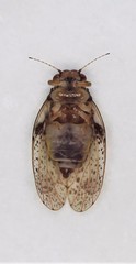 Creiis lituratus