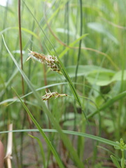 Carex garberi