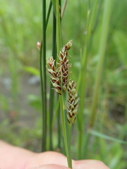 Carex garberi