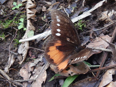 Drucina leonata