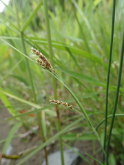 Carex garberi