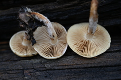 Pholiota decorata