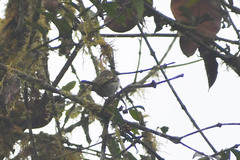 Zimmerius albigularis