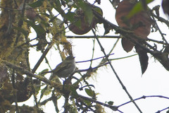 Zimmerius albigularis