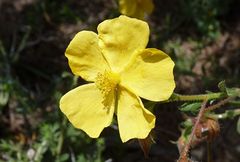 Fumana arabica