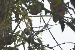 Zimmerius albigularis