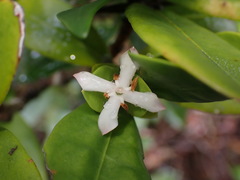 Ixora dzumacensis