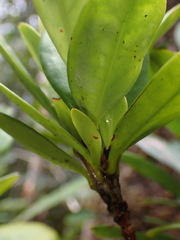 Ixora dzumacensis