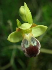 Ophrys vasconica