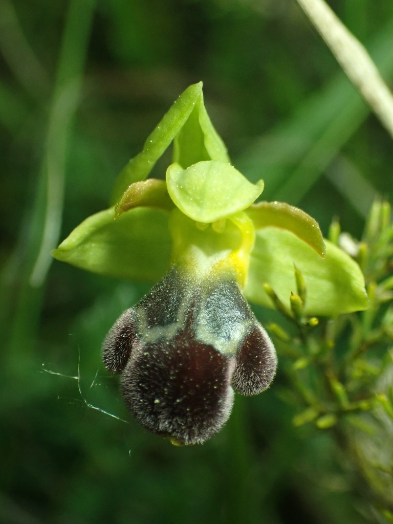 Ophrys brigittae