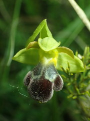 Ophrys vasconica