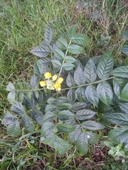 Senna hirsuta