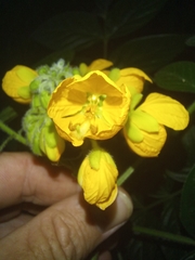 Senna hirsuta