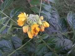 Senna hirsuta