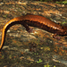 Ocoee Salamander - Photo (c) Travis W. Reeder, some rights reserved (CC BY-NC), uploaded by Travis W. Reeder