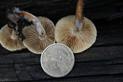 Pholiota decorata