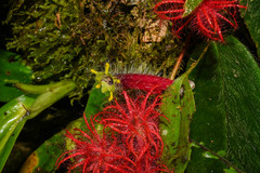Columnea minor
