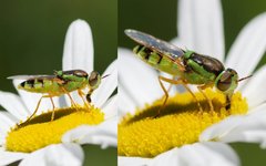 Odontomyia cincta