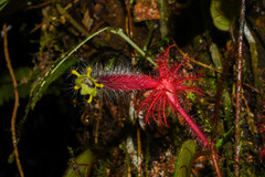 Columnea minor