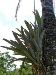 Aechmea kuntzeana