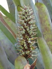Aechmea kuntzeana