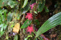 Columnea minor