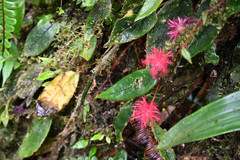 Columnea minor