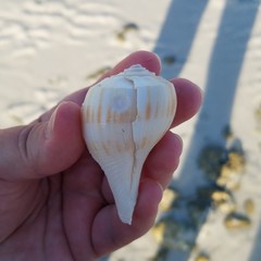 Fulguropsis pyruloides