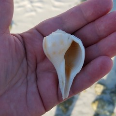 Fulguropsis pyruloides