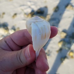 Fulguropsis pyruloides