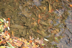 Anax aurantiacus
