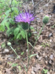 Cirsium carolinianum